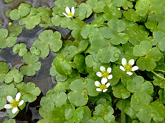 Round-leaved Crowfoot